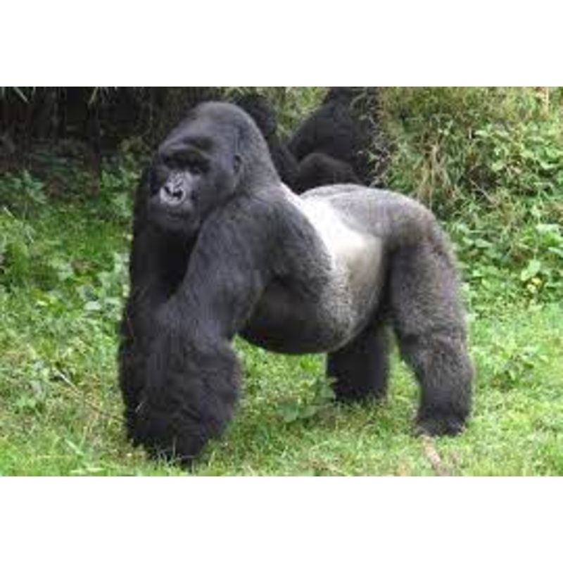 Honeymoon Fund S97429870