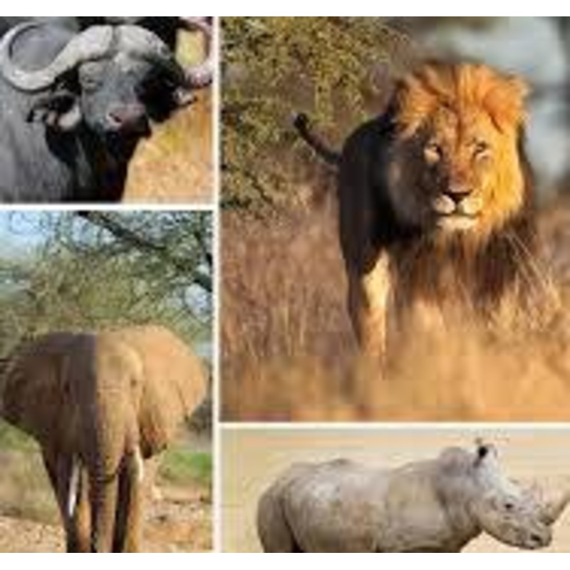 Photo session with big 5 in Masi Mara