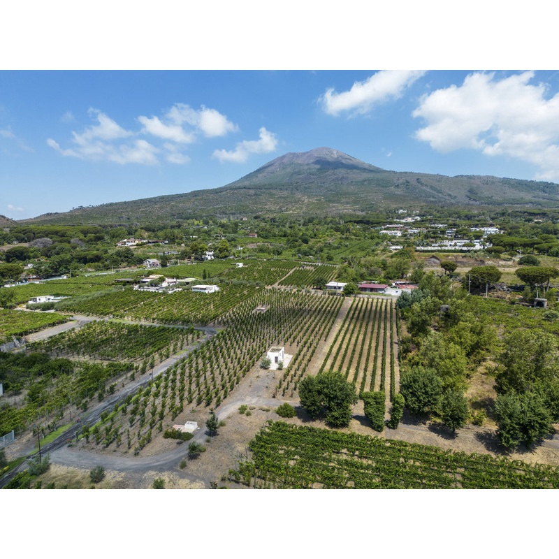 Mount Vesuvio Organic Wine Tasting & Lunch : Sorrento-Peninsula S97415528