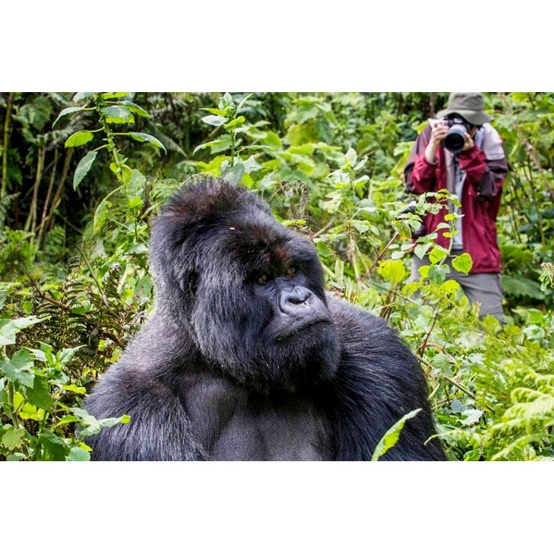 Gorilla Tracking