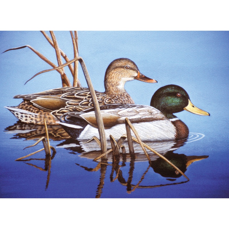 Adult Paint By Numbers Blue Water Mallards PAL38