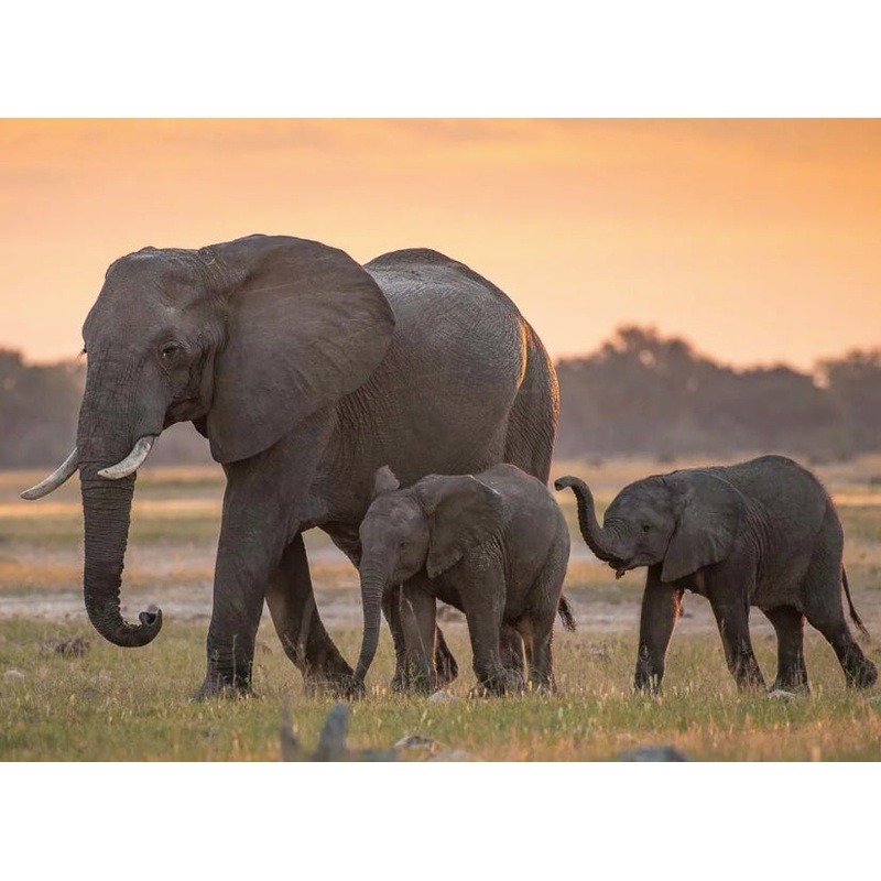 African Safari S97416868