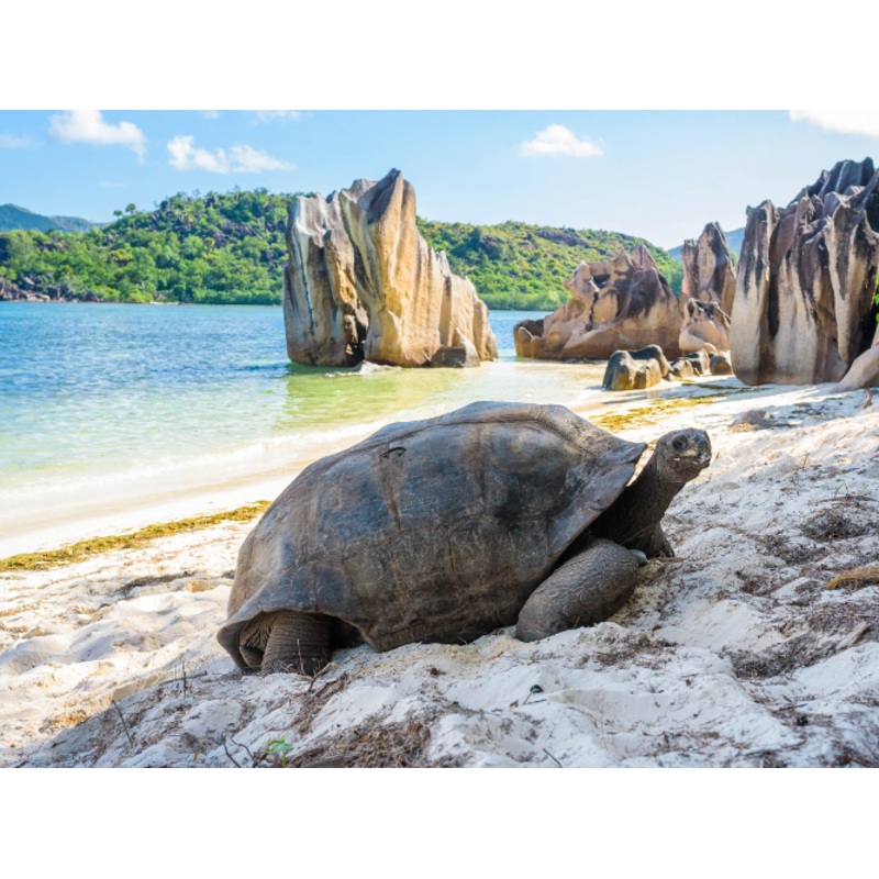 Honeymoon Fund S97421291