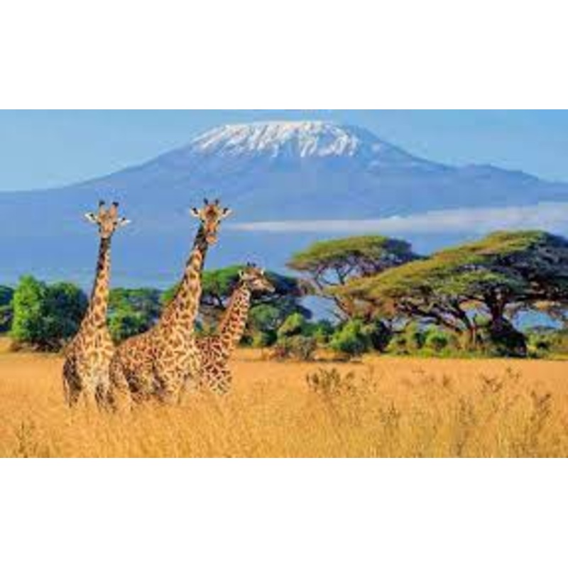 Honeymoon Fund S97419154