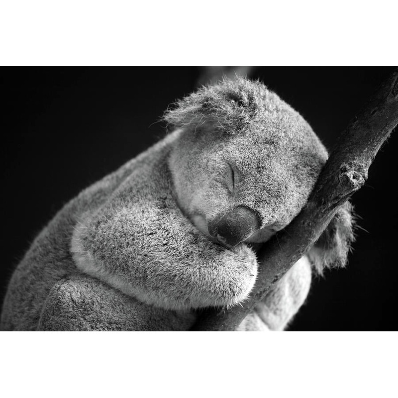 Honeymoon Fund S97420155