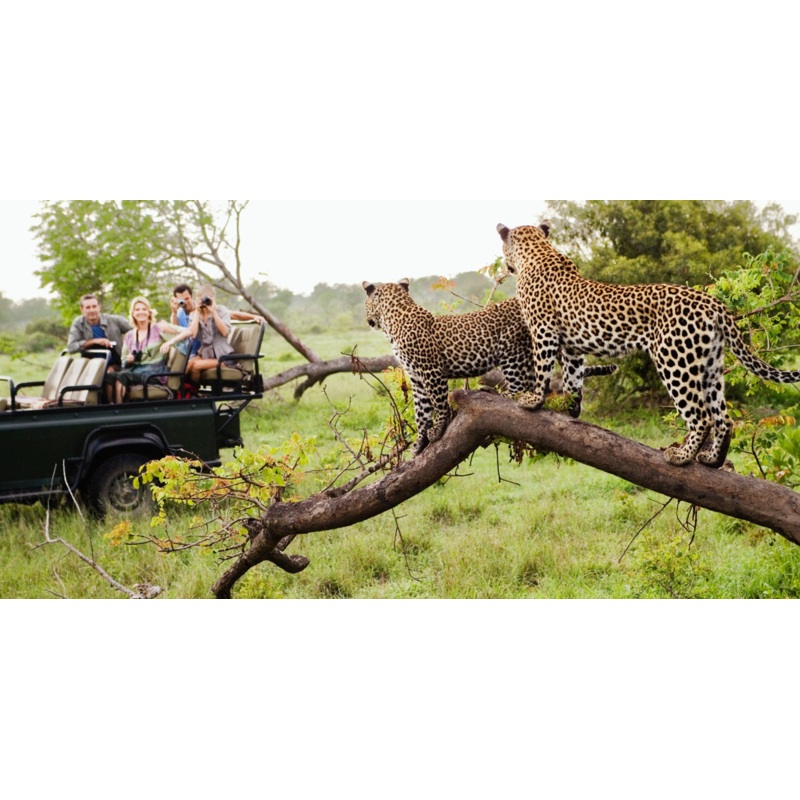 Honeymoon Fund S97422986