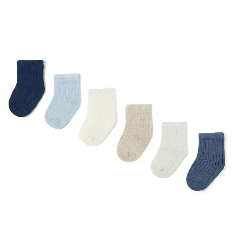 Aster (Pink) - Plant