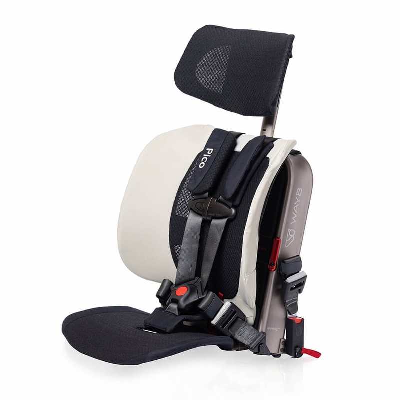 Bougainvillea (White) - Plant