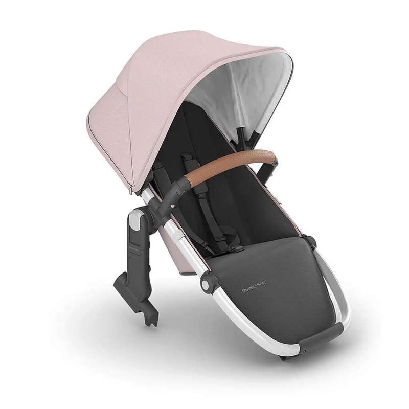 Polyscias guilfoylei victoriae - Plant