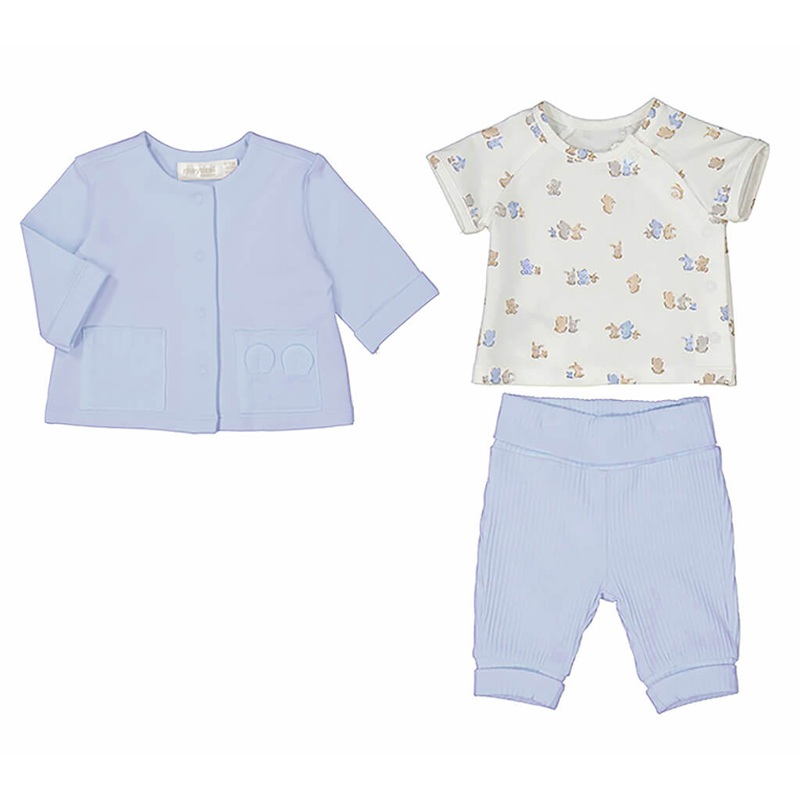 Clerodendrum splendens - Plant