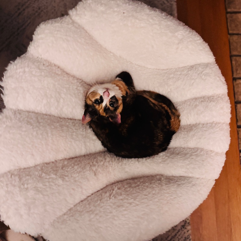 Tavo Pets by Nuna - Shell Pet Bed and Swaying Lounger